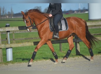 PRE Mestizo, Caballo castrado, 6 años, 162 cm, Alazán