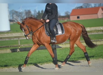 PRE Mestizo, Caballo castrado, 6 años, 162 cm, Alazán