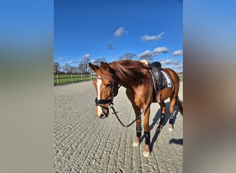 PRE Mestizo, Caballo castrado, 6 años, 162 cm, Alazán