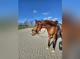 PRE Mestizo, Caballo castrado, 6 años, 162 cm, Alazán