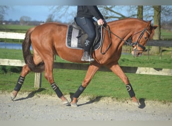 PRE Mestizo, Caballo castrado, 6 años, 162 cm, Alazán