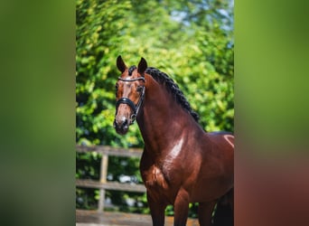PRE, Caballo castrado, 6 años, 162 cm, Castaño