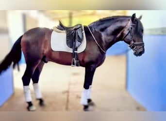 PRE, Caballo castrado, 6 años, 162 cm, Castaño