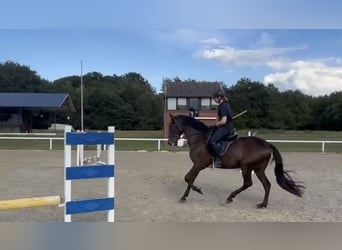 PRE Mestizo, Caballo castrado, 6 años, 162 cm, Morcillo
