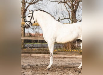 PRE Mestizo, Caballo castrado, 6 años, 162 cm, Tordo