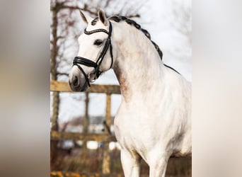 PRE Mestizo, Caballo castrado, 6 años, 162 cm, Tordo