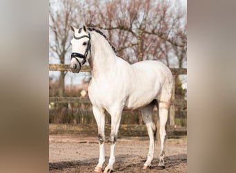 PRE Mestizo, Caballo castrado, 6 años, 162 cm, Tordo