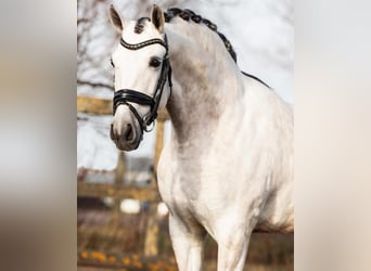 PRE Mestizo, Caballo castrado, 6 años, 162 cm, Tordo