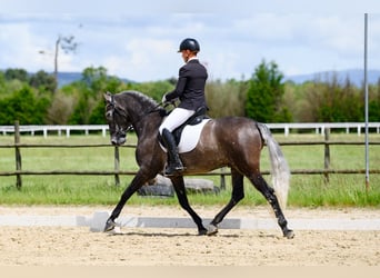 PRE, Caballo castrado, 6 años, 162 cm, Tordo