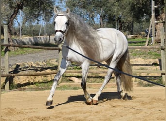 PRE Mestizo, Caballo castrado, 6 años, 162 cm, Tordo