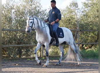 PRE Mestizo, Caballo castrado, 6 años, 162 cm, Tordo