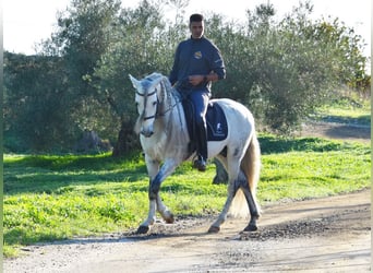 PRE Mestizo, Caballo castrado, 6 años, 162 cm, Tordo
