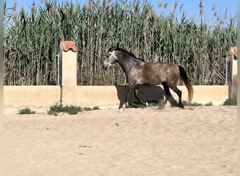 PRE Mestizo, Caballo castrado, 6 años, 162 cm, Tordo