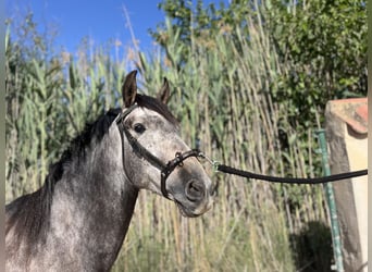 PRE Mestizo, Caballo castrado, 6 años, 162 cm, Tordo