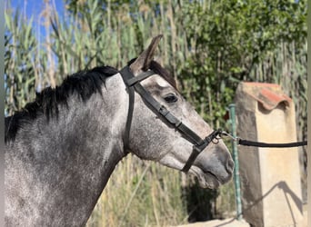 PRE Mestizo, Caballo castrado, 6 años, 162 cm, Tordo