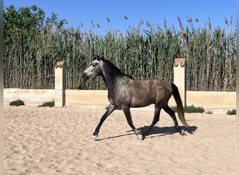 PRE Mestizo, Caballo castrado, 6 años, 162 cm, Tordo