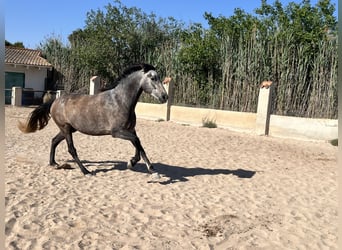 PRE Mestizo, Caballo castrado, 6 años, 162 cm, Tordo