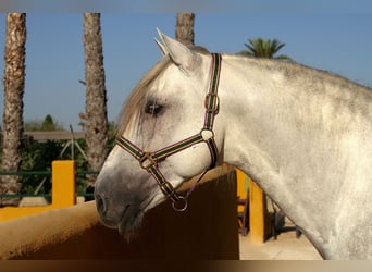 PRE, Caballo castrado, 6 años, 162 cm, Tordo