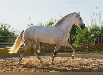 PRE, Caballo castrado, 6 años, 162 cm, Tordo