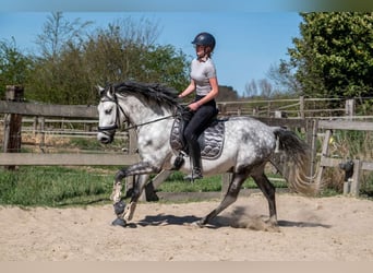 PRE Mestizo, Caballo castrado, 6 años, 162 cm, Tordo rodado