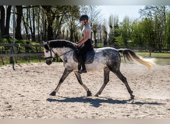 PRE Mestizo, Caballo castrado, 6 años, 162 cm, Tordo rodado