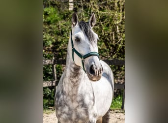 PRE Mestizo, Caballo castrado, 6 años, 162 cm, Tordo rodado