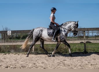 PRE Mestizo, Caballo castrado, 6 años, 162 cm, Tordo rodado