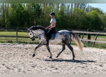 PRE Mestizo, Caballo castrado, 6 años, 162 cm, Tordo rodado