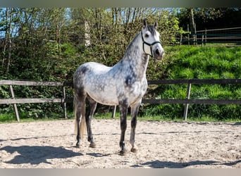 PRE Mestizo, Caballo castrado, 6 años, 162 cm, Tordo rodado