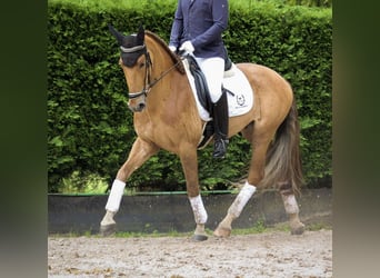 PRE Mestizo, Caballo castrado, 6 años, 163 cm, Alazán