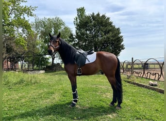 PRE Mestizo, Caballo castrado, 6 años, 163 cm, Castaño