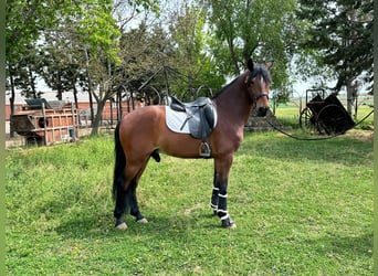 PRE Mestizo, Caballo castrado, 6 años, 163 cm, Castaño