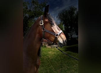 PRE Mestizo, Caballo castrado, 6 años, 163 cm, Castaño