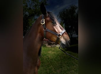 PRE Mestizo, Caballo castrado, 6 años, 163 cm, Castaño