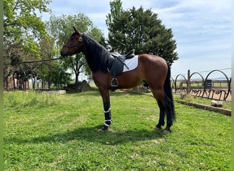 PRE Mestizo, Caballo castrado, 6 años, 163 cm, Castaño