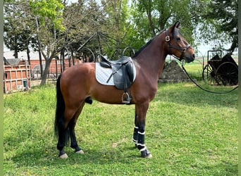 PRE Mestizo, Caballo castrado, 6 años, 163 cm, Castaño