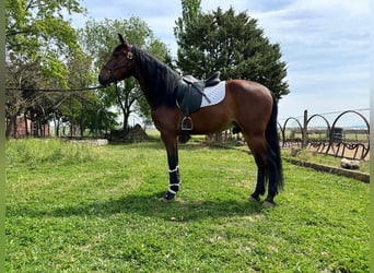 PRE Mestizo, Caballo castrado, 6 años, 163 cm, Castaño