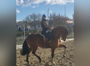 PRE, Caballo castrado, 6 años, 163 cm, Castaño