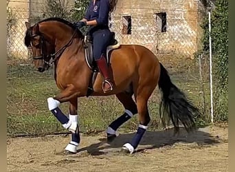 PRE, Caballo castrado, 6 años, 163 cm, Castaño