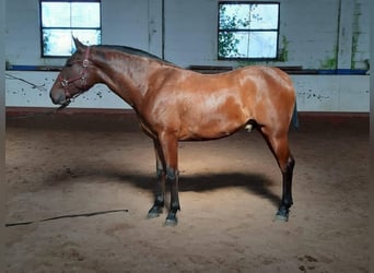 PRE, Caballo castrado, 6 años, 163 cm, Castaño