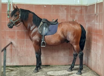 PRE, Caballo castrado, 6 años, 163 cm, Castaño