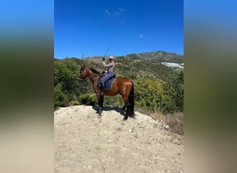 PRE, Caballo castrado, 6 años, 163 cm, Castaño