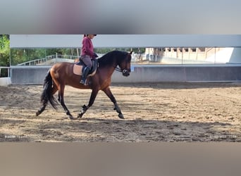 PRE, Caballo castrado, 6 años, 163 cm, Castaño