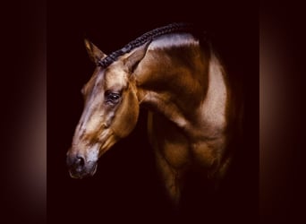 PRE Mestizo, Caballo castrado, 6 años, 163 cm, Castaño oscuro