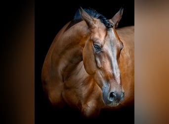 PRE Mestizo, Caballo castrado, 6 años, 163 cm, Castaño oscuro