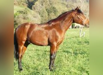 PRE Mestizo, Caballo castrado, 6 años, 163 cm, Castaño rojizo