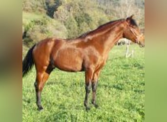 PRE Mestizo, Caballo castrado, 6 años, 163 cm, Castaño rojizo