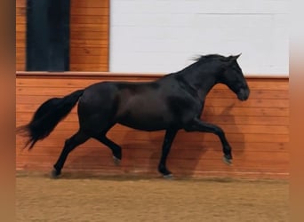 PRE Mestizo, Caballo castrado, 6 años, 163 cm, Negro
