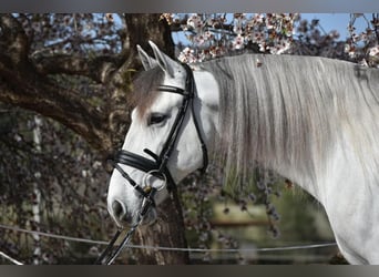 PRE Mestizo, Caballo castrado, 6 años, 163 cm, Tordo