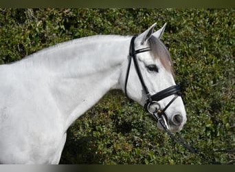 PRE Mestizo, Caballo castrado, 6 años, 163 cm, Tordo